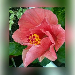 Meet your Posher, Susanne